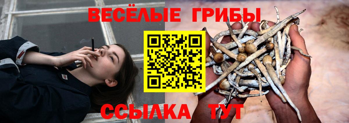 Галлюциногенные грибы Psilocybe  Вход с VPN  дарнет шоп  Волхов 